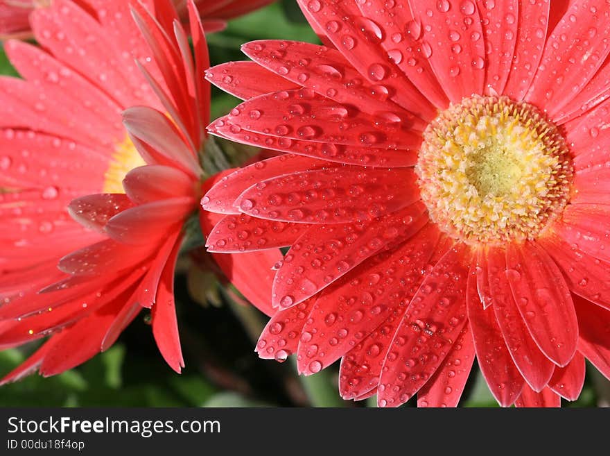 Beautiful dew covered daisy