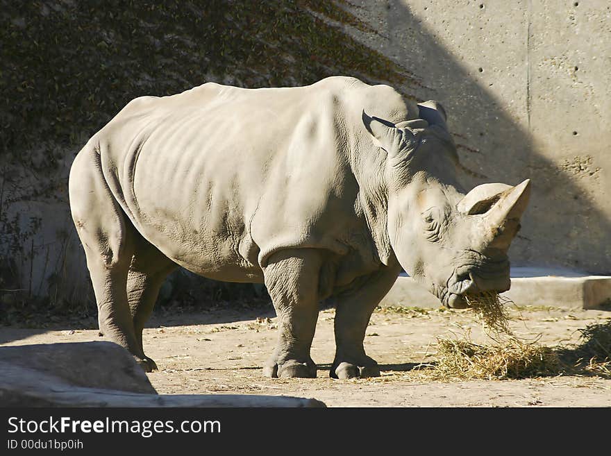 Rhinoceros Eating some hay on a sunny day