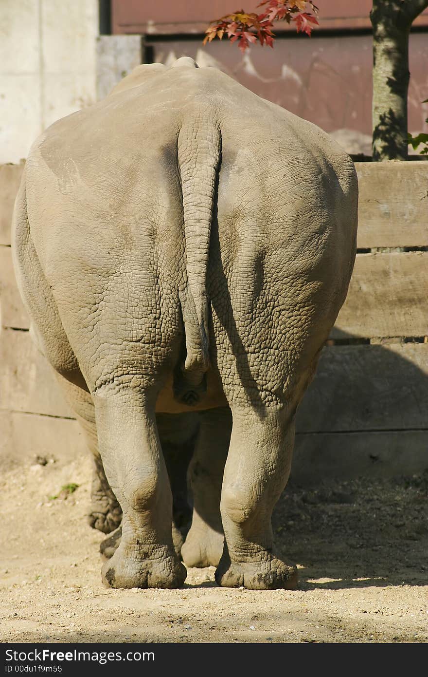 Rhinoceros showing his behind on a sunny day. Rhinoceros showing his behind on a sunny day