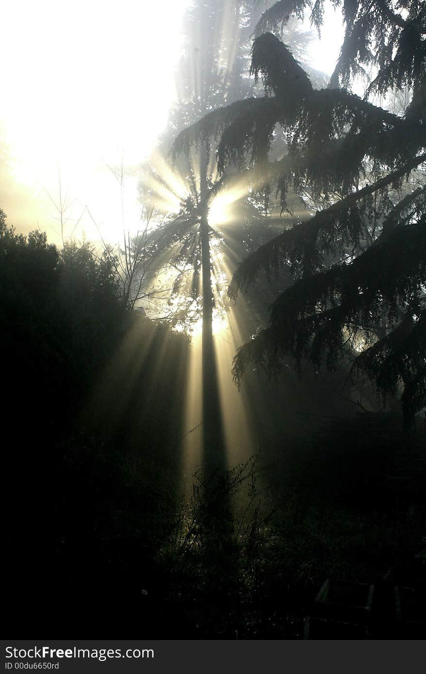 Sun ray through a pine tree in a foggy morning. Sun ray through a pine tree in a foggy morning