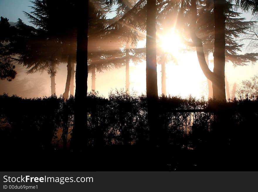 Sun ray though pine trees in a foggy winter day. Sun ray though pine trees in a foggy winter day