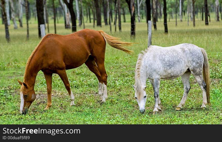 2 horses quietly nibbling away on grass in a paddock. 2 horses quietly nibbling away on grass in a paddock