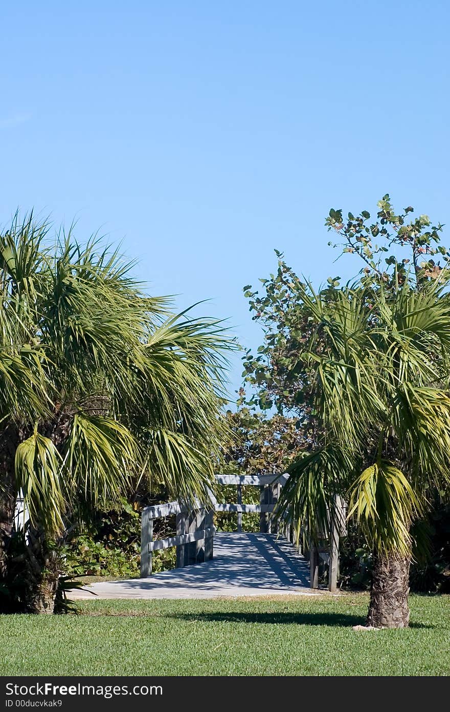 Palm tree lined walkway in Florida Park leading to beach access on Atlantic Ocean. Palm tree lined walkway in Florida Park leading to beach access on Atlantic Ocean