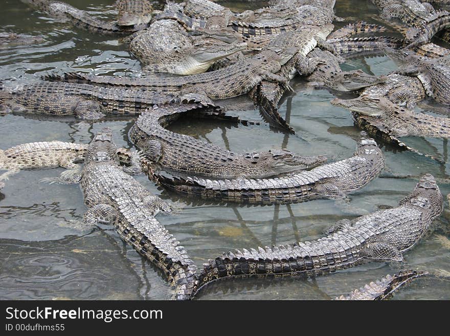 Crocodiles at crocodile farm in Australia