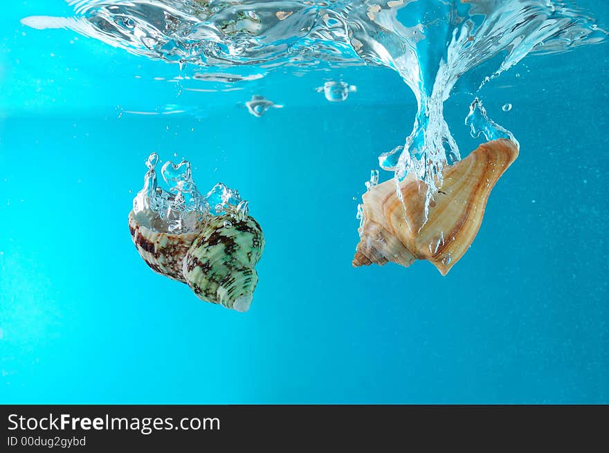 Two seashells falling into clear water. Blue background. Two seashells falling into clear water. Blue background.