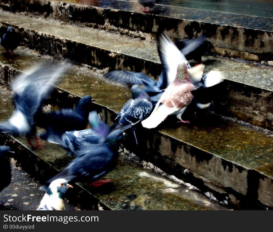 Hungry doves flying on the stairs