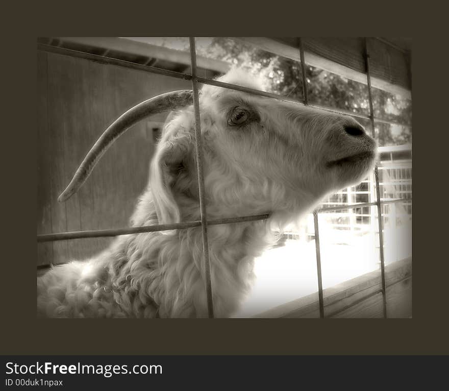 Caged Goat