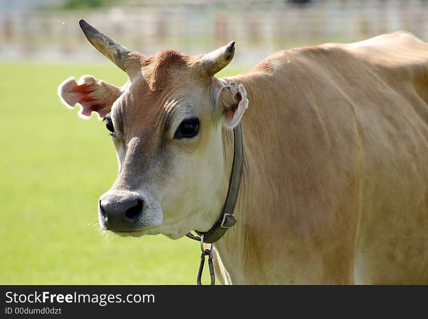 The breeding cow grazed on a meadow