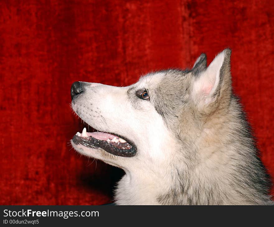 Dog show. The Alaskan malamute. Dog show. The Alaskan malamute