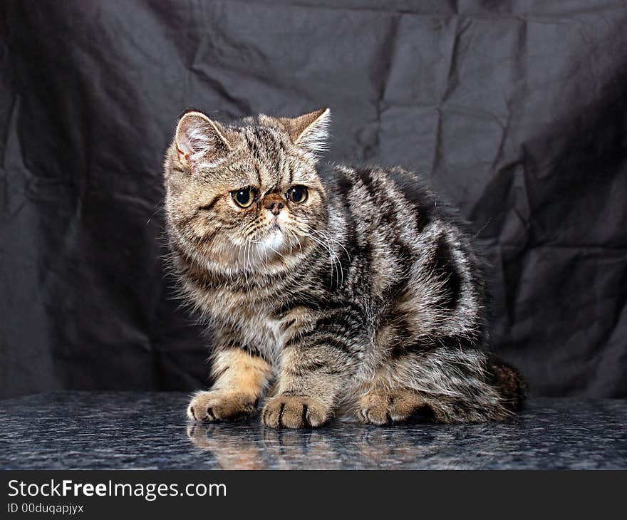 Cat show 2007. beautiful cat. Cat show 2007. beautiful cat.