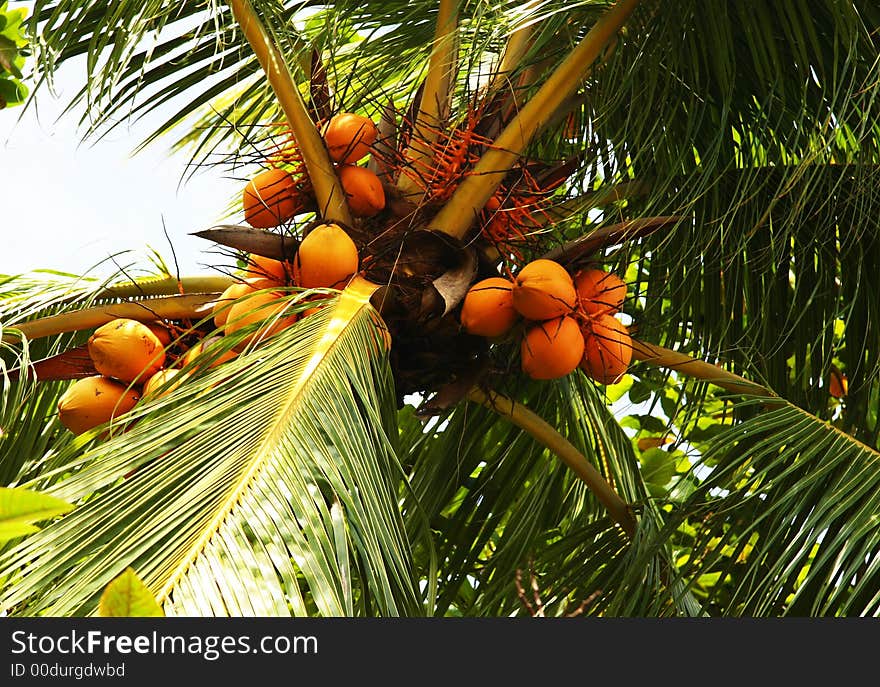 Clusters of orange colored nuts on a tropical palm. Clusters of orange colored nuts on a tropical palm