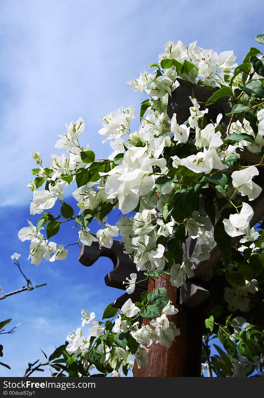 White Bouganvillea on a pergola post against the backdrop of blue sky and a light cloud