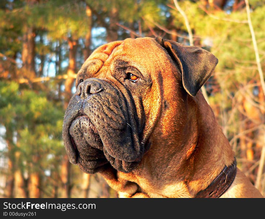 Bullmastiff head01