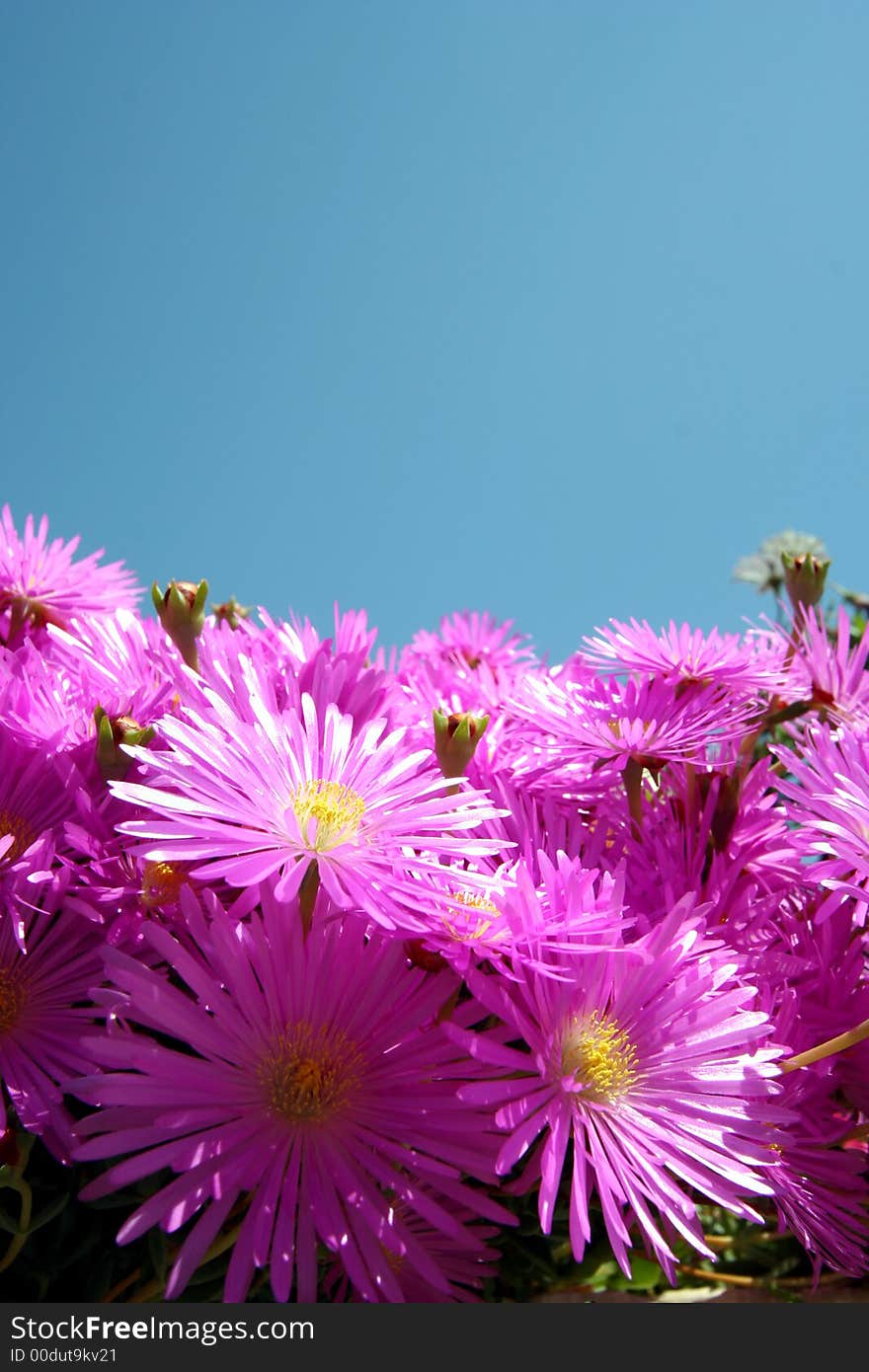 Pink flowers (hexenkralle) deviding the picture into two halfs, the other half is blue sky