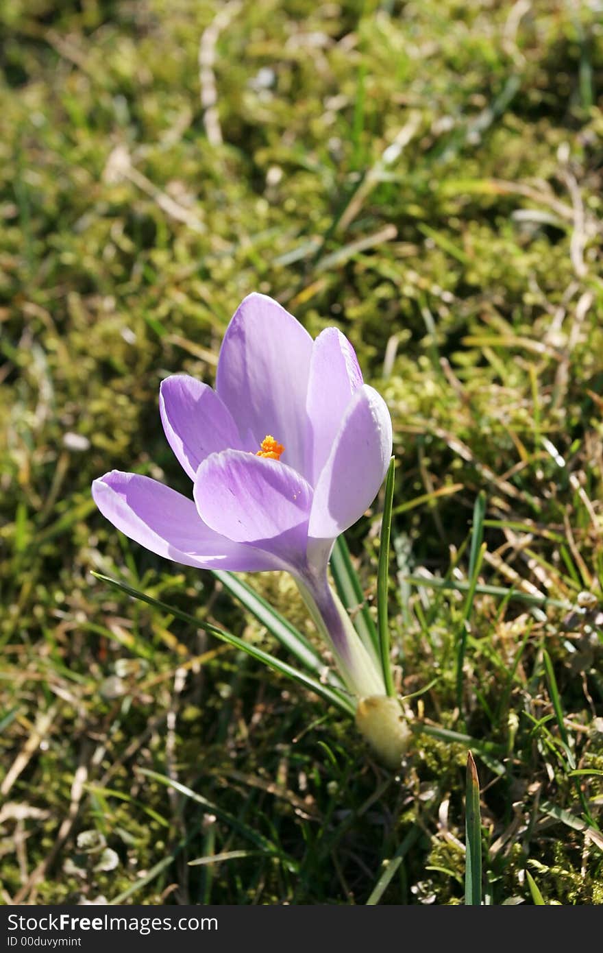 First spring flower and green grass (Crocus - Crocus longiflorus)