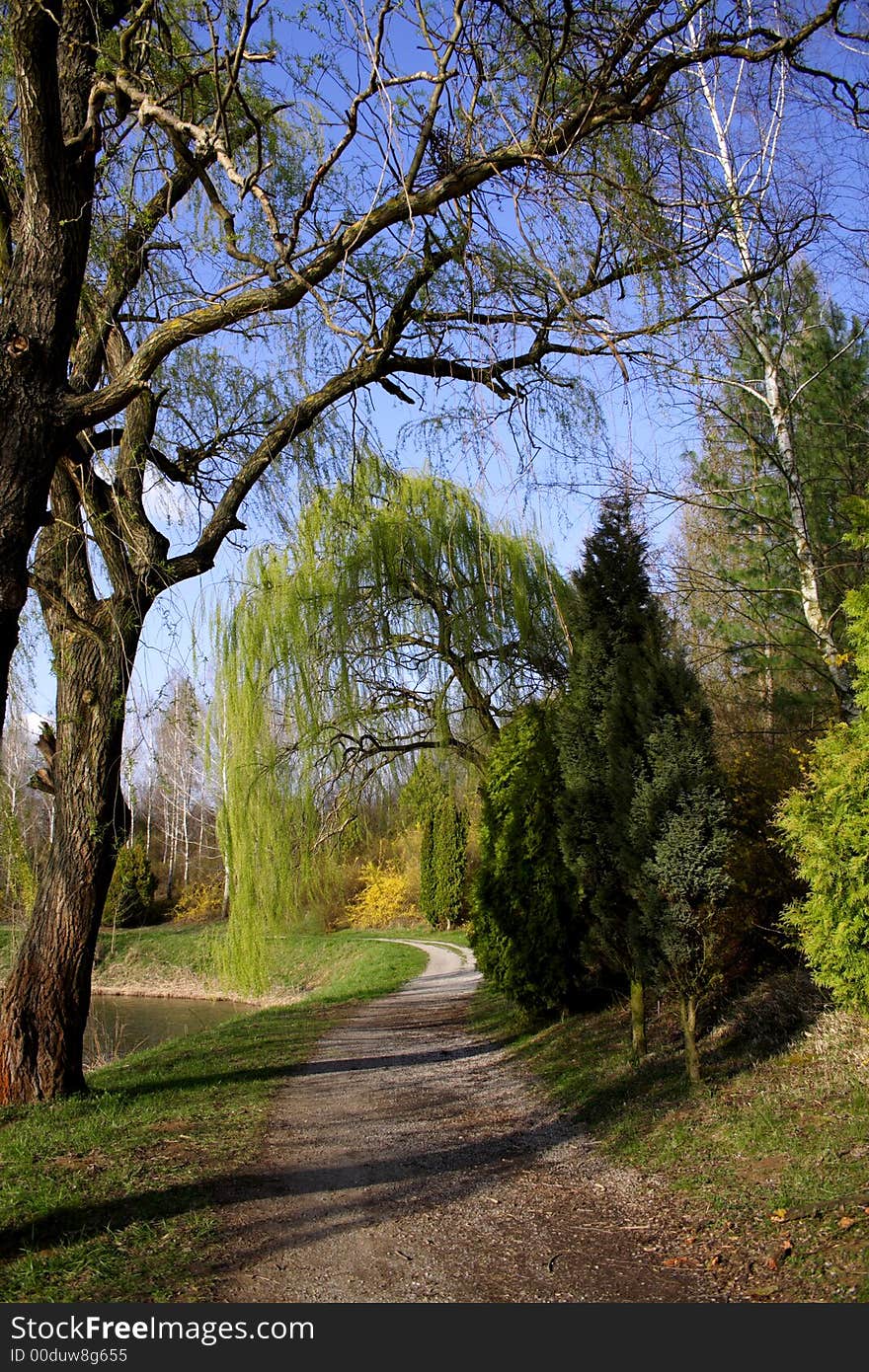 Spring path with willows and shadows