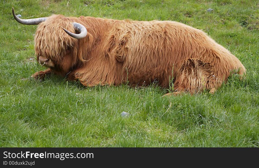 Highland Cow