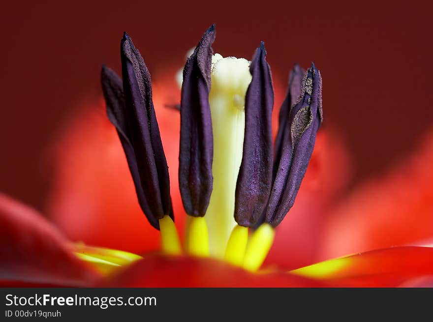 The heart of a red and yellow tulip flower. The heart of a red and yellow tulip flower