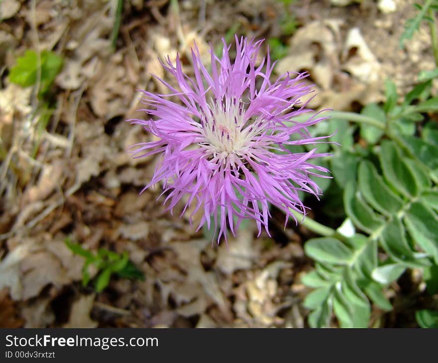 Lilac mountain flower, macro shot