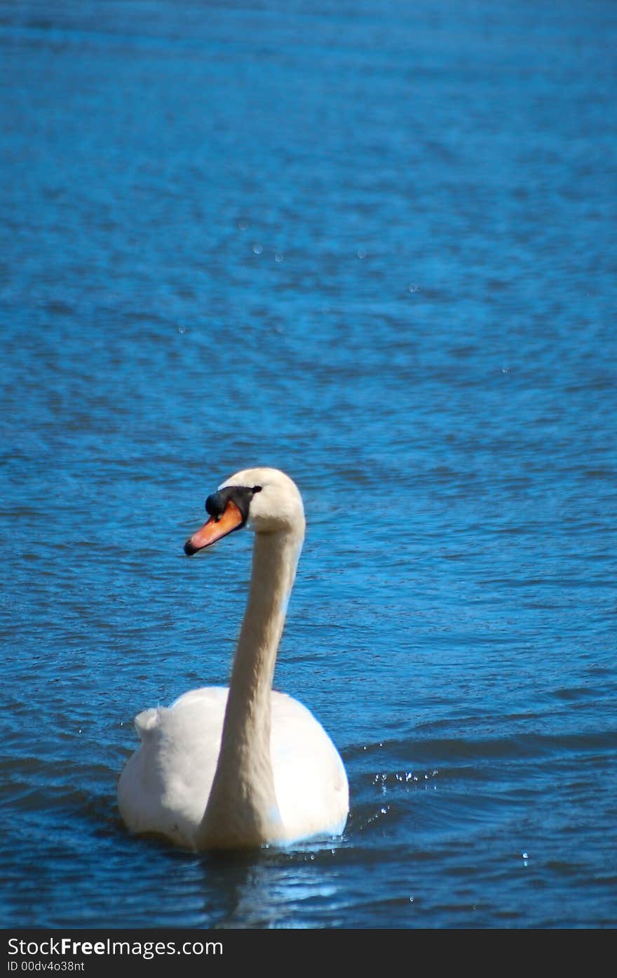 Swan in the water looking over there. Swan in the water looking over there