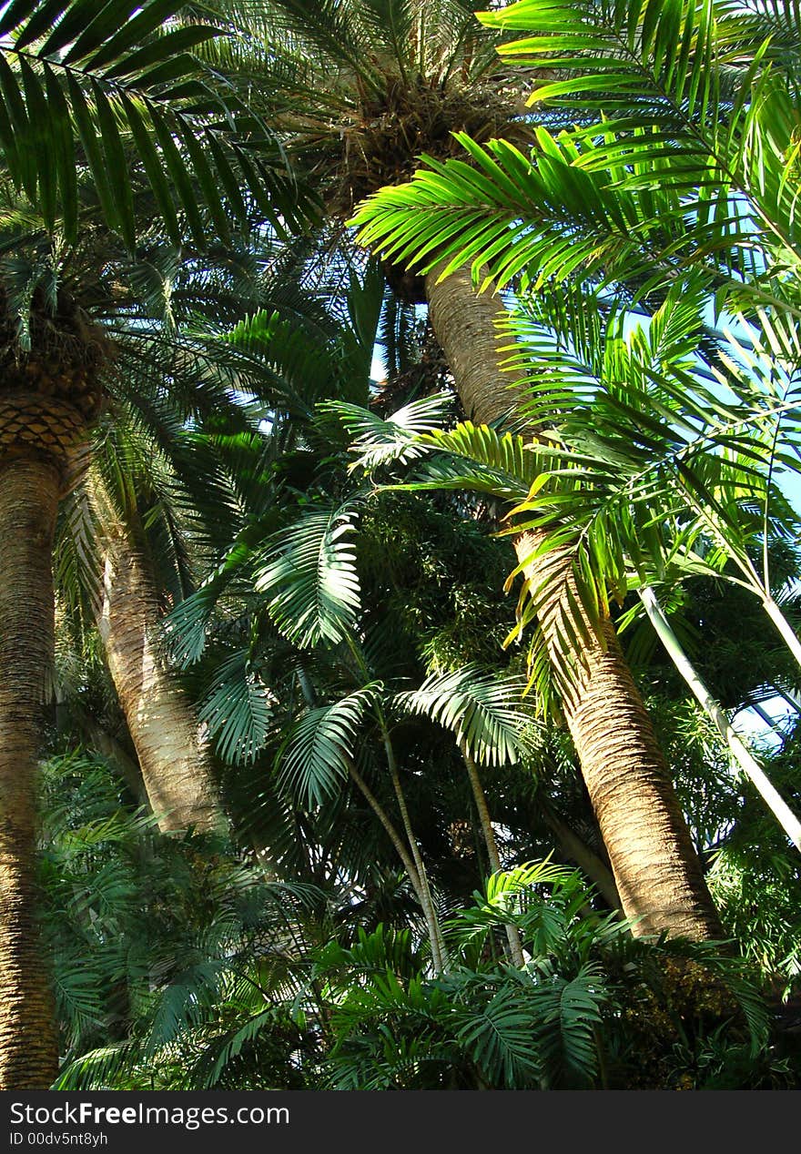 Green texture in the blue sky. Green texture in the blue sky