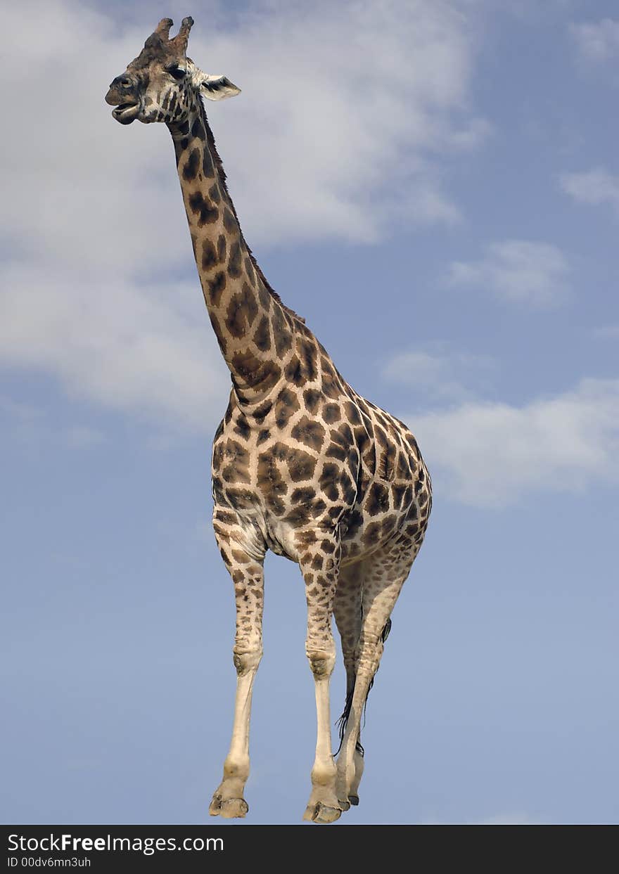 Giraffe with head in the clouds