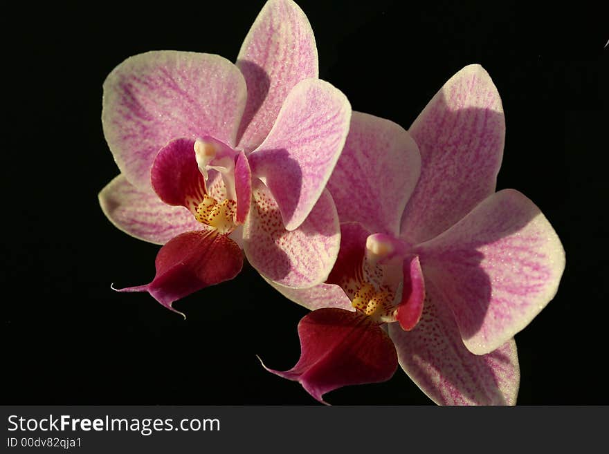 Two violet orchid phalaenopsis on black background