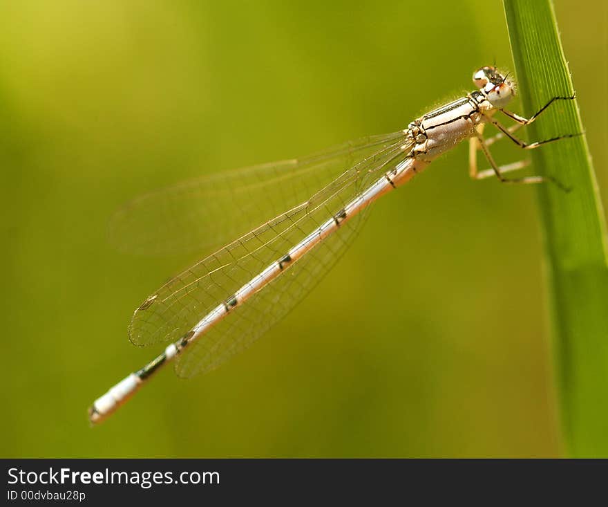 Close up on dragonfly in the field