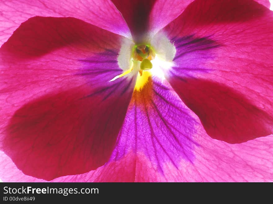 Heart-ease flower on light box. Heart-ease flower on light box