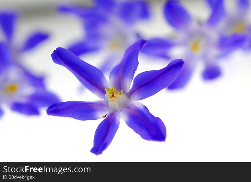 Blue flower on white background