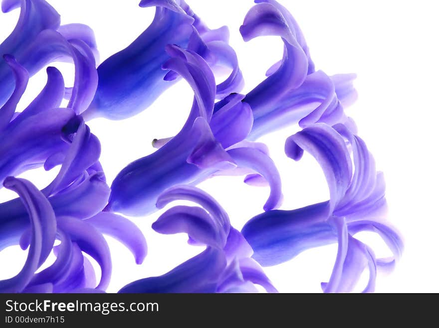 Blue flowers on light box