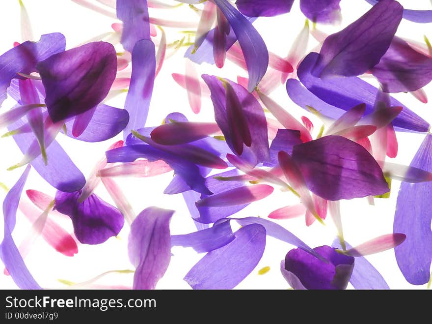 Blue and pink petals on light box