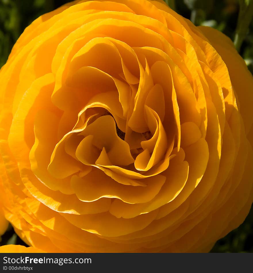 A perfect Ranunculus