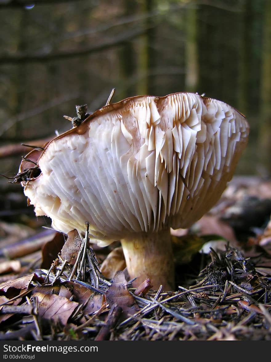 Small mushroom in the forest