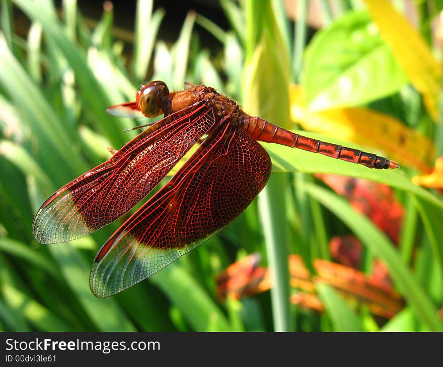 Red dragonfly, very beautiful, resting