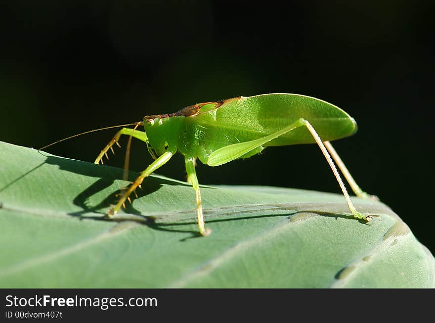 Green Katydid