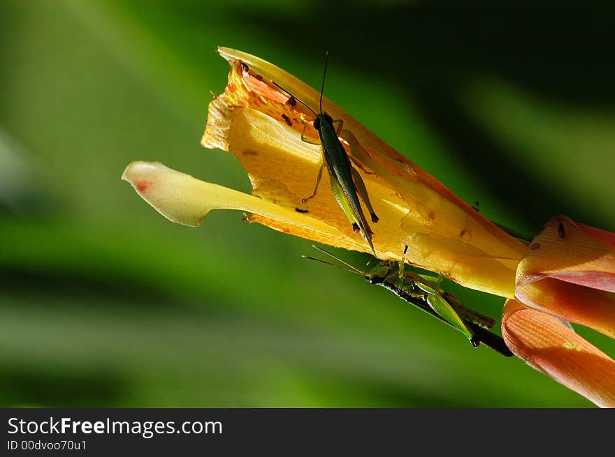 Grasshopper