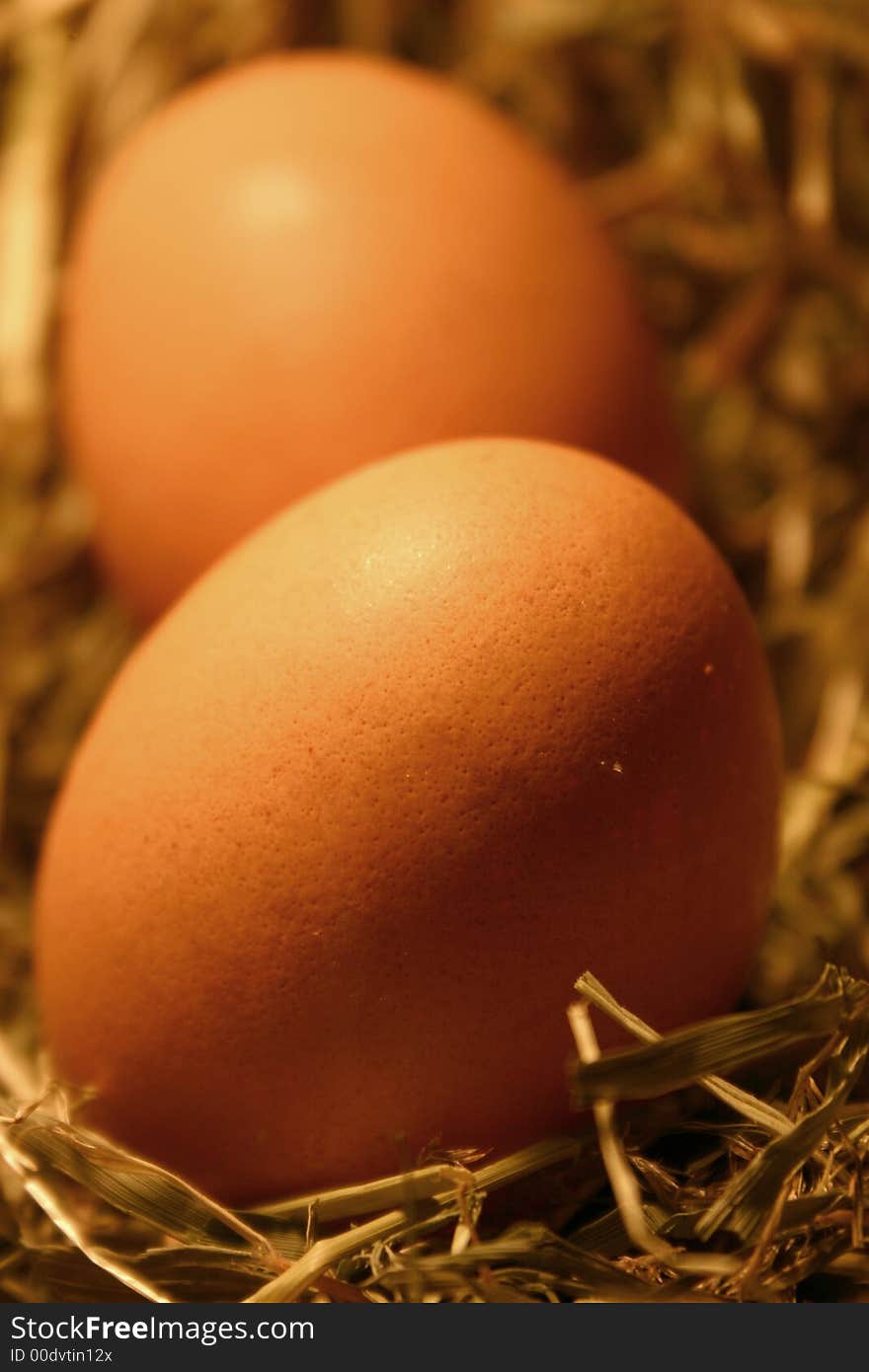 Two brown eggs lying in a nest of hay. Two brown eggs lying in a nest of hay