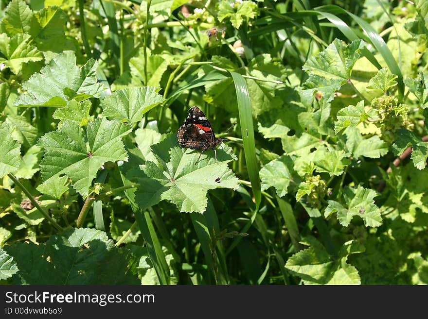 Butterfly on Greens