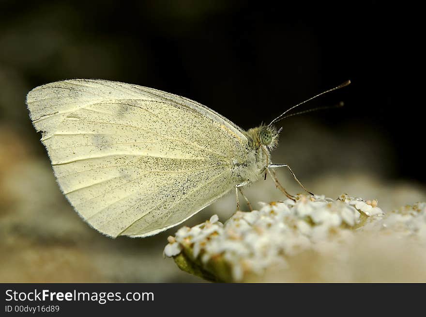 Pieris Napi