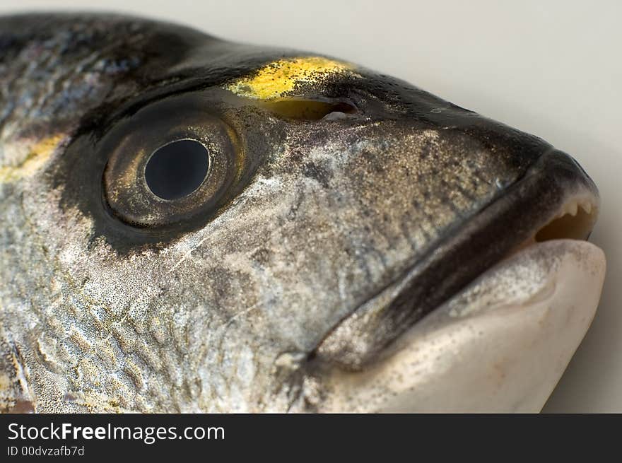 Gilthead sea fish head close up shoot