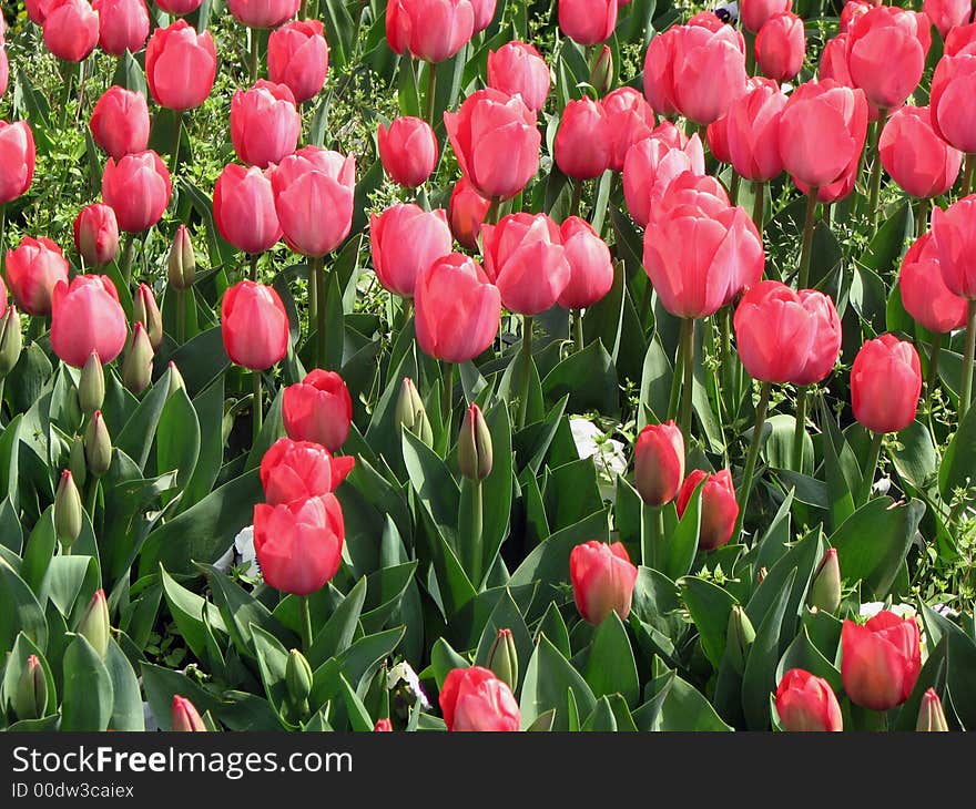 Red tulip field, tulips, field flowers, garden green. Red tulip field, tulips, field flowers, garden green