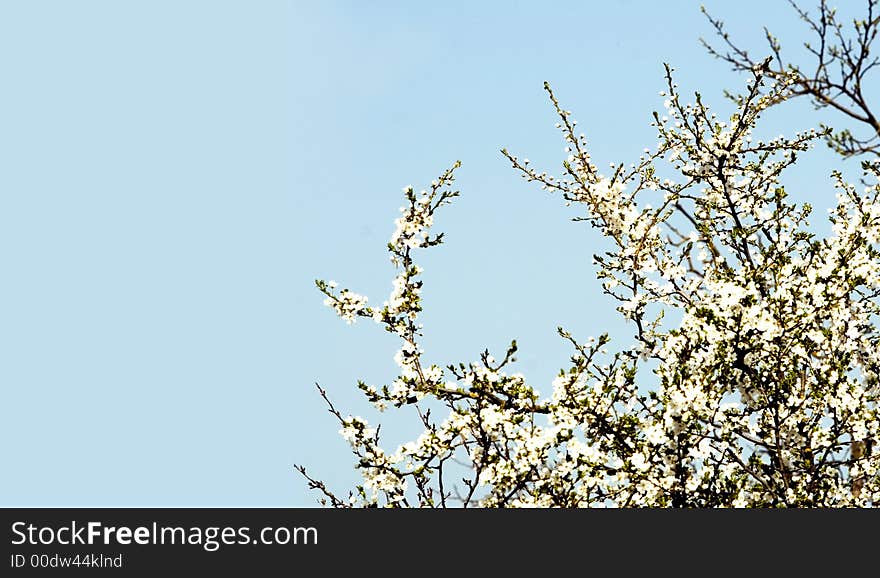 Beautiful Springtime Flowers