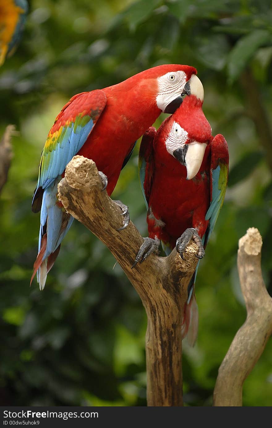 Red one is scratching the back of the head of his partner. Red one is scratching the back of the head of his partner