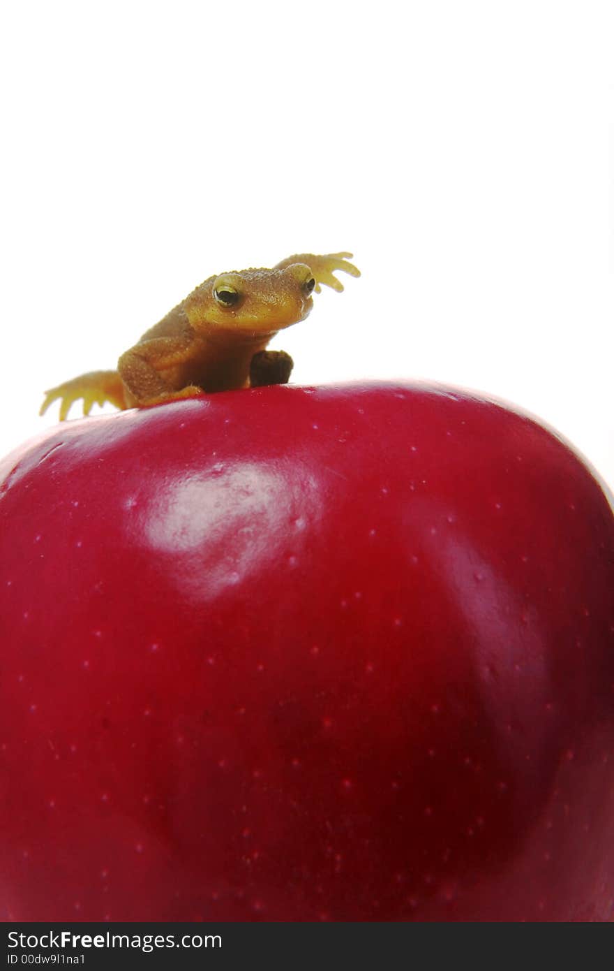 Newt-on An Apple