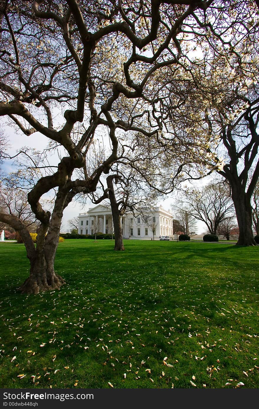 The White House on a bright spring day with cherry blossoms. The White House on a bright spring day with cherry blossoms