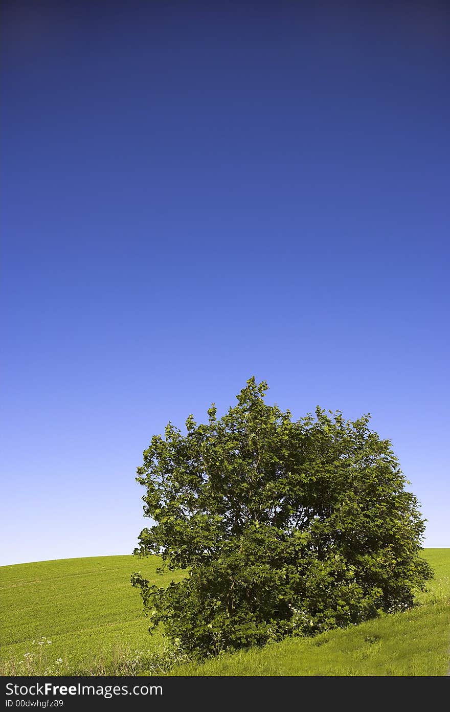 A photo of an isolatad tree on a hill. Lots of room for text in the blue sky area.