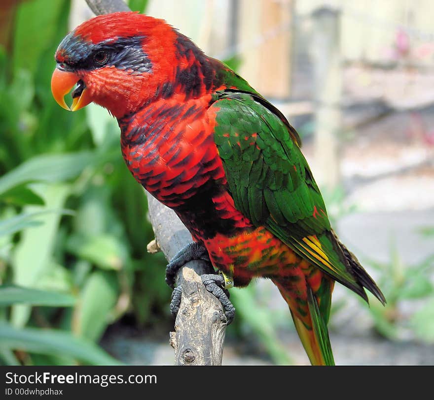 Brightly-Colored Lorikeet