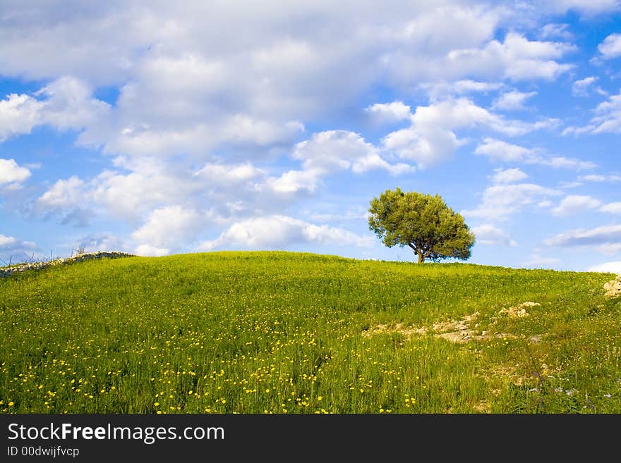 The sicilian landscape, an isolated tree in the country