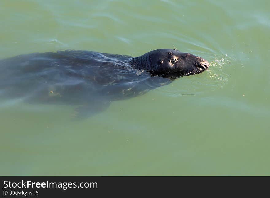 Harbour seal 2